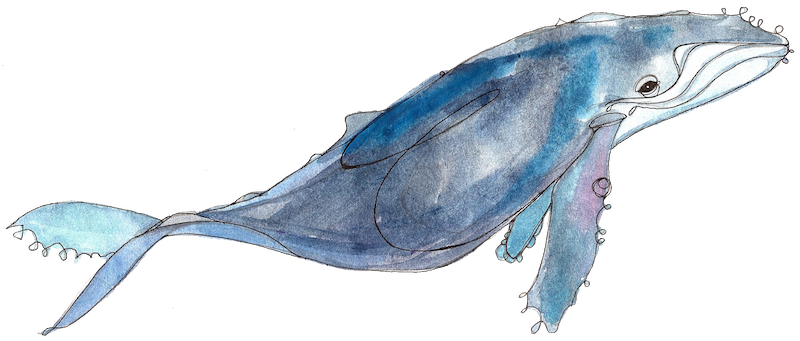 Little Leviathan whale